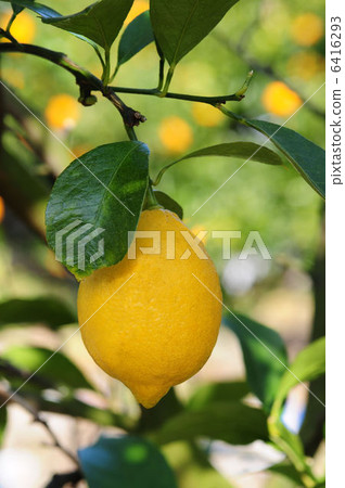 檸檬 6416293