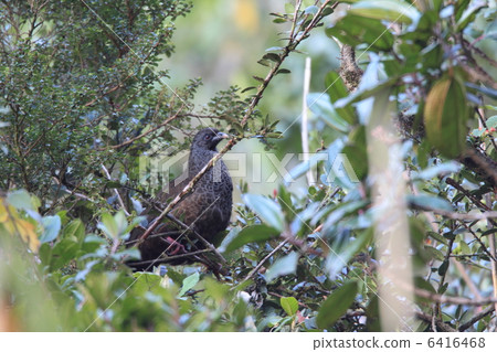 Andean Shaku Kay Andean Shaku Kay 6416468