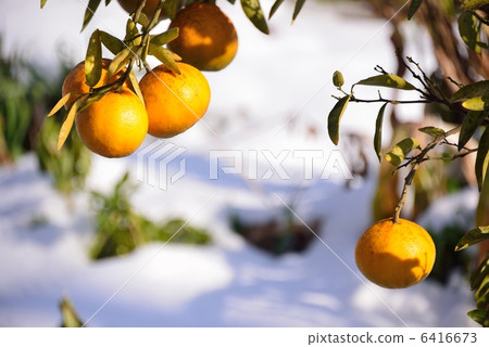 橘子 6416673