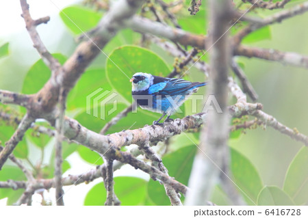 Mengata Fukuokin 6416728