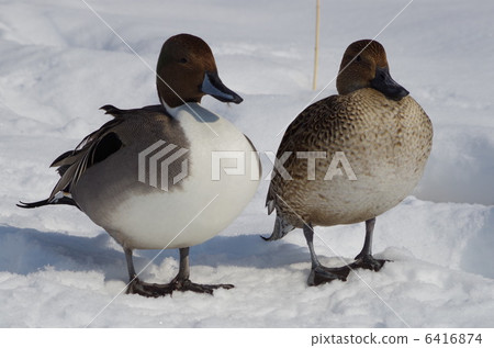 A pair of Reindeer 6416874