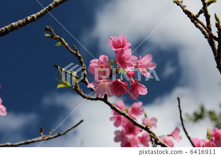 櫻花 6416911