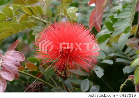 朱纓花 6417019