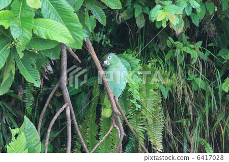 木子帽子鸚鵡 6417028