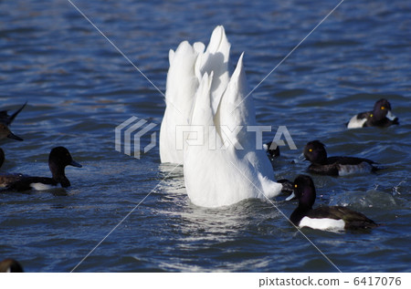 The headstand of a swan 6417076