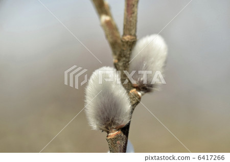 貓王威利 6417266