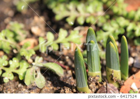 Budded daffodil Budded daffodil 6417524