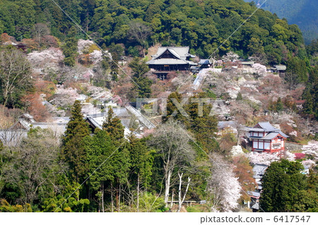 Has-dera的Hanasaku春天 6417547