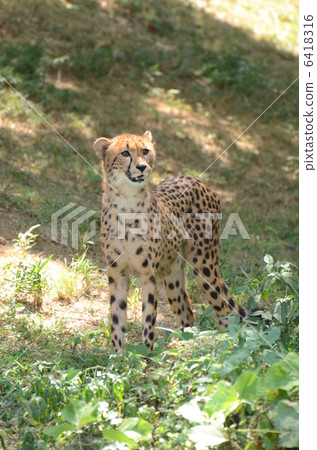 Cheetah_43 Cheetah_43 6418316