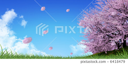 吉野櫻花樹 6418479