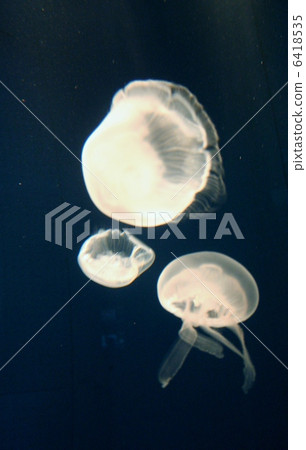 jellyfish  6418535