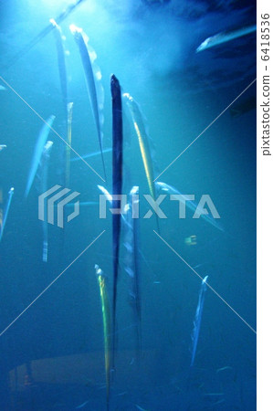 Rising ~ Tiger fish ~ 6418536