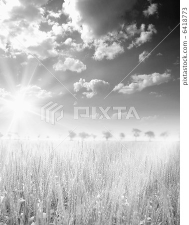 Wheat field Wheat field 6418773