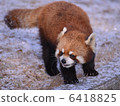 Lesser panda 6418825