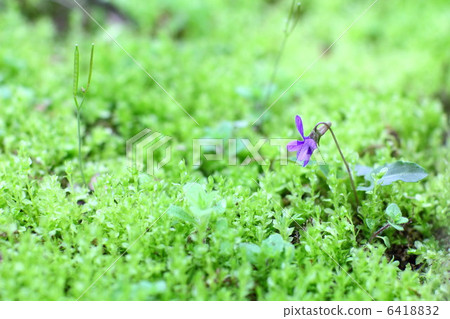 Violet Violet 6418832
