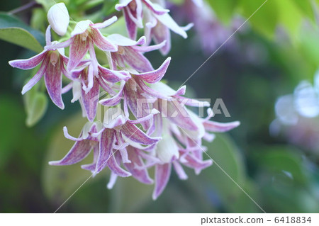 Mube flowers 6418834