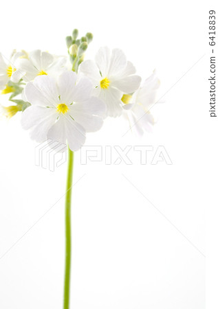 白色報春花·Maracoides花 6418839