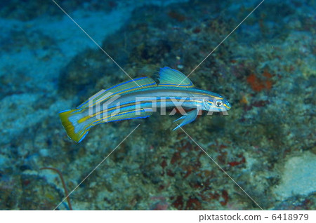 Suzuku Yuurihase Amami Oshima 6418979