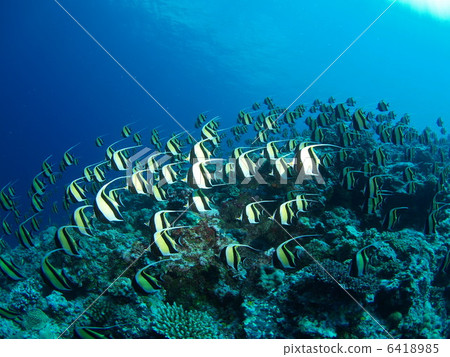 Flock of fish Palau 6418985