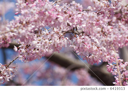 Small wheel petal 6419313