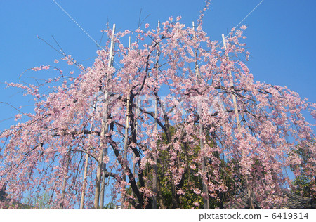 Sensoji寺,北海道Shidare櫻桃樹 Sensoji寺,北海道Shidare櫻桃樹 6419314