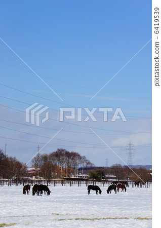 北海道的馬 北海道的馬 6419539