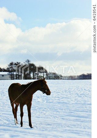 Horses in Hokkaido Horses in Hokkaido 6419541