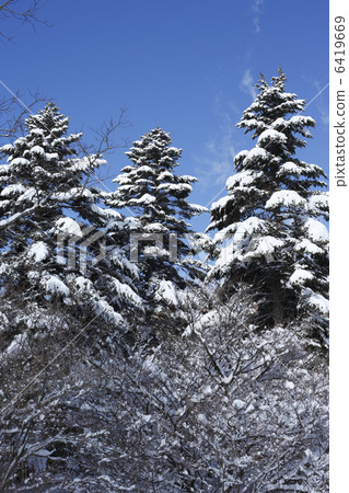 Fir tree Fir tree 6419669