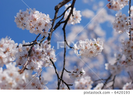 Cherry tree in full bloom  6420193