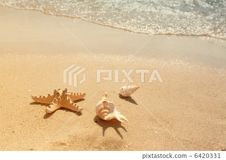 Sea shell Sea shell 6420331