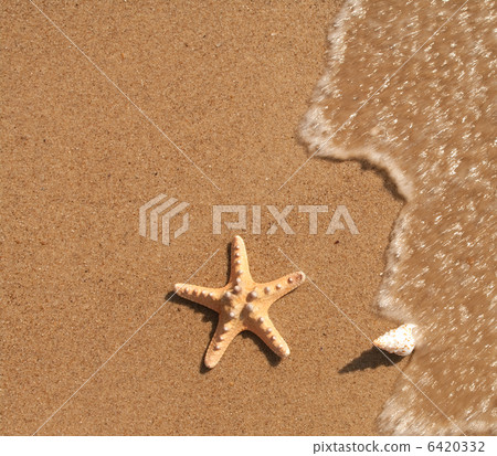 Sea shell Sea shell 6420332