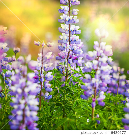 Flowers on Alaska Flowers on Alaska 6420377