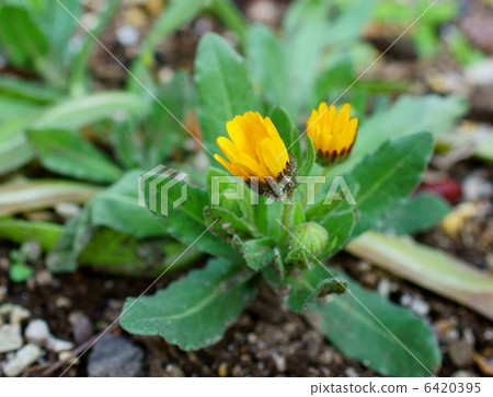 Karen Jura花語:慈善金盞花 Karen Jura花語:慈善金盞花 6420395