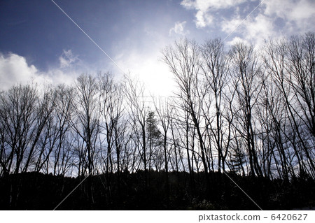 冬天的小樹林 6420627