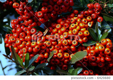 Pilacansa的紅色水果 6420880