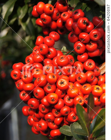 Pilacansa's red fruit 6420897