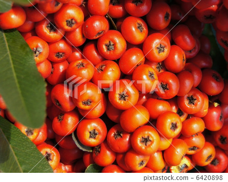 Pilacansa's red fruit Pilacansa's red fruit 6420898