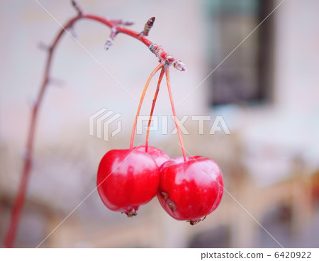 姬路林o：花的語言：永恆的幸福螃蟹蘋果 6420922