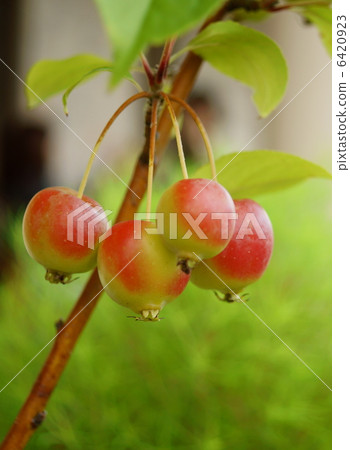 姬路林o：花的語言：永恆的幸福螃蟹蘋果 6420923