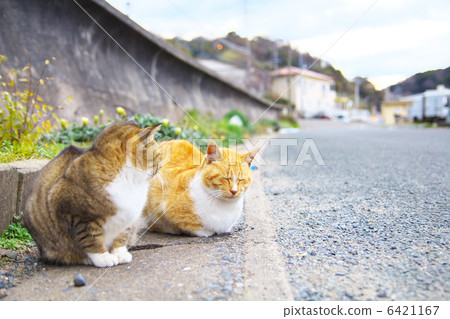 在Aoshima的貓 在Aoshima的貓 6421167