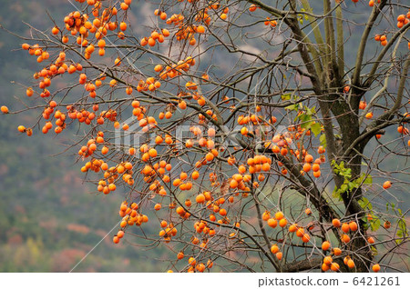 Persimmon tree 6421261