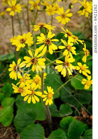 Tsuwabuki flower 6421262