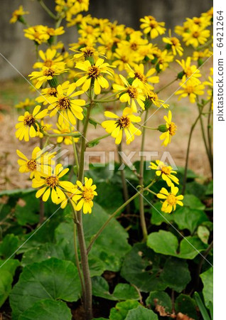 Tsuwabuki flower 6421264