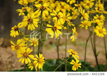 Tsuwabuki flower 6421266
