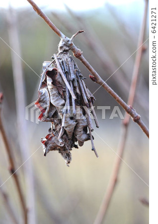 Minor butterfly 6421271