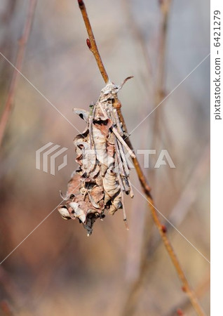 Minor butterfly 6421279