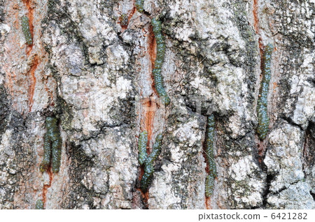 綠色雞蛋 綠色雞蛋 6421282