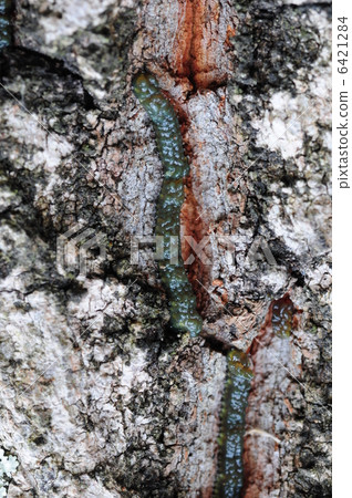 綠色雞蛋 綠色雞蛋 6421284