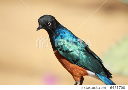 blue bird blue bird 6421700