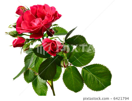 Climbing rose isolated on white 6421794